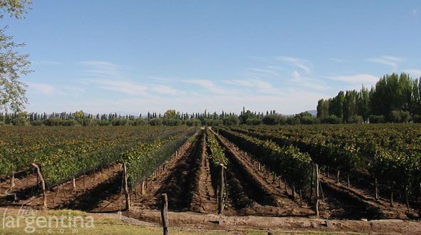 Caminos del Vino de Mendoza