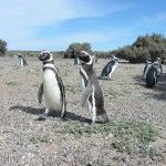 Pingüinos Magallanicos