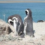 Pingüinos Magallanicos